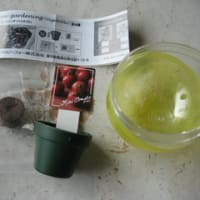 ミニトマト栽培キット