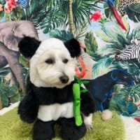 なんの動物でしょう？
