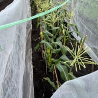 やむなく電柵････さつま芋の畝を荒らされた