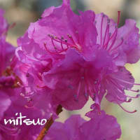 「蝦夷紫躑躅の花が咲きました」　MY　GARDEN　2024.05.03日撮影