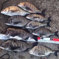 紀州釣りでの釣果