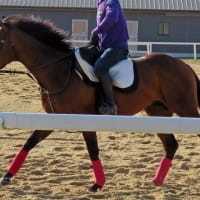 【バスラットレオン】馬の雰囲気や走りのバランスも良好！
