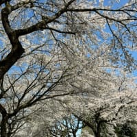ハシゴ桜