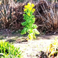 黄色く若い芽吹き