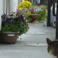 今日のねこ