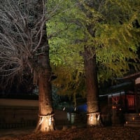 本宮神社の銀杏ライトアップ　（蒲刈町向）