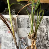 寒蘭　ズポ抜け「青々01216(青斗)」