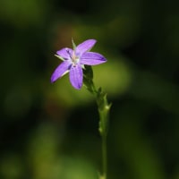 5月中旬の服部緑地都市緑化植物園にて