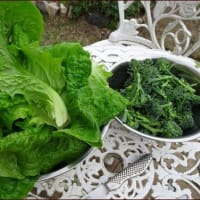 KUMA花壇★育つ菜園野菜★基本は大事！