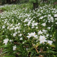 小布施の岩松院・他で植物観察