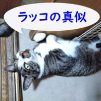 6月28日（土）今日も湿度が50％台で助かったよ