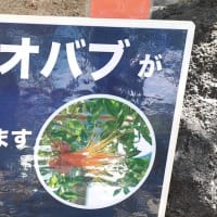 フニーバオバブの花とサボテンの花・・・