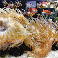 京都水族館はクラゲが沢山　jellyfish