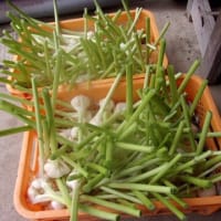 ハリマ王収穫終了