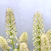 コバイケイソウはそろそろ種に