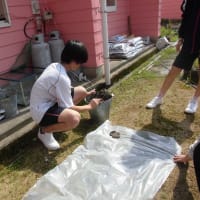 木槿（ムクゲ）の花が見頃です