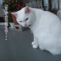 風通るベランダ