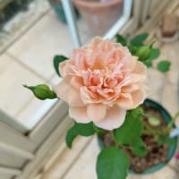 トレニアムーンシリーズ早速挿し芽に＆カフェが綺麗