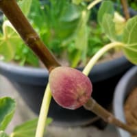 バナナの収穫