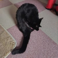黒猫タイム　綺麗好き