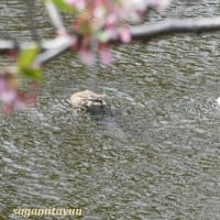 「相武台グリーンパーク」の「雨水池」では「カルガモ」の雛孵る！！