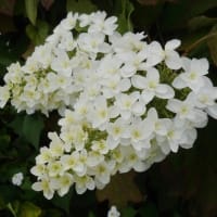 白い花の咲くころ    ＜オルレアの花＞