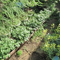 【隠居の朝の一言　まずは植えてみる事が肝要　05/21】