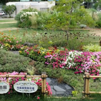 ハイウエイガーデンと大通公園