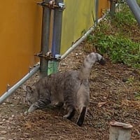 AIが作ったネコさん。
