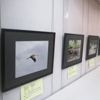 日本野鳥の会愛知県支部 野鳥写真展 ＆ 戸田川緑地公園 野鳥写真展 開催中