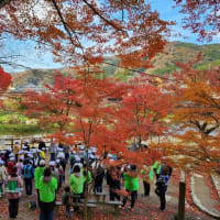 12月なのに真っ盛りな香嵐渓と駅伝大会