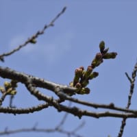 2015年も春がやってきた