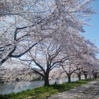 蓮田の桜