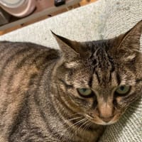 犬と猫との暮らし～車に乗るが好きシー子さん～はてなブログ投稿練習中…