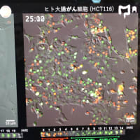 三島遺伝研　DNA 検出