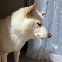 来月から高校生