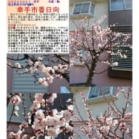 花巡り「梅－378」  幸手市香日向