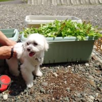リーフレタスとちりめんじゃこのサラダ