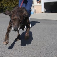 プロットハウンド緊急里親募集　URGENT FOSTER/ADOPTION REQUEST　2024/5/3