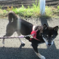 若葉茂れる市城の牧のサイカチ