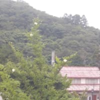 ナツツバキ25