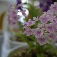 夏の花：ウチョウラン