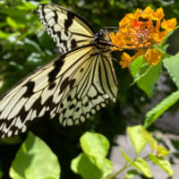 オオゴマダラが庭にやってきた。何故か魂を運ぶという蝶からエールをもらった昼間だった❗️
