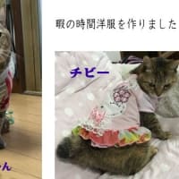我が家の猫紹介します