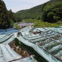静岡県・伊豆市の「筏場のわさび畑」