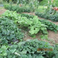 無農薬で栽培している野菜について　①
