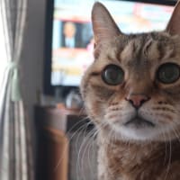 そぉ？ (＝^・ω・^＝)ニャー