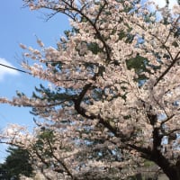 桜 お満開！