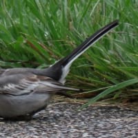  於大公園 ： コナラドングリ・・・赤ちゃんを抱っこしたお母さんグループが公園散歩してました。