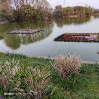 桜🌸だけじゃない　椿咲き　カワセミ佇む緑地